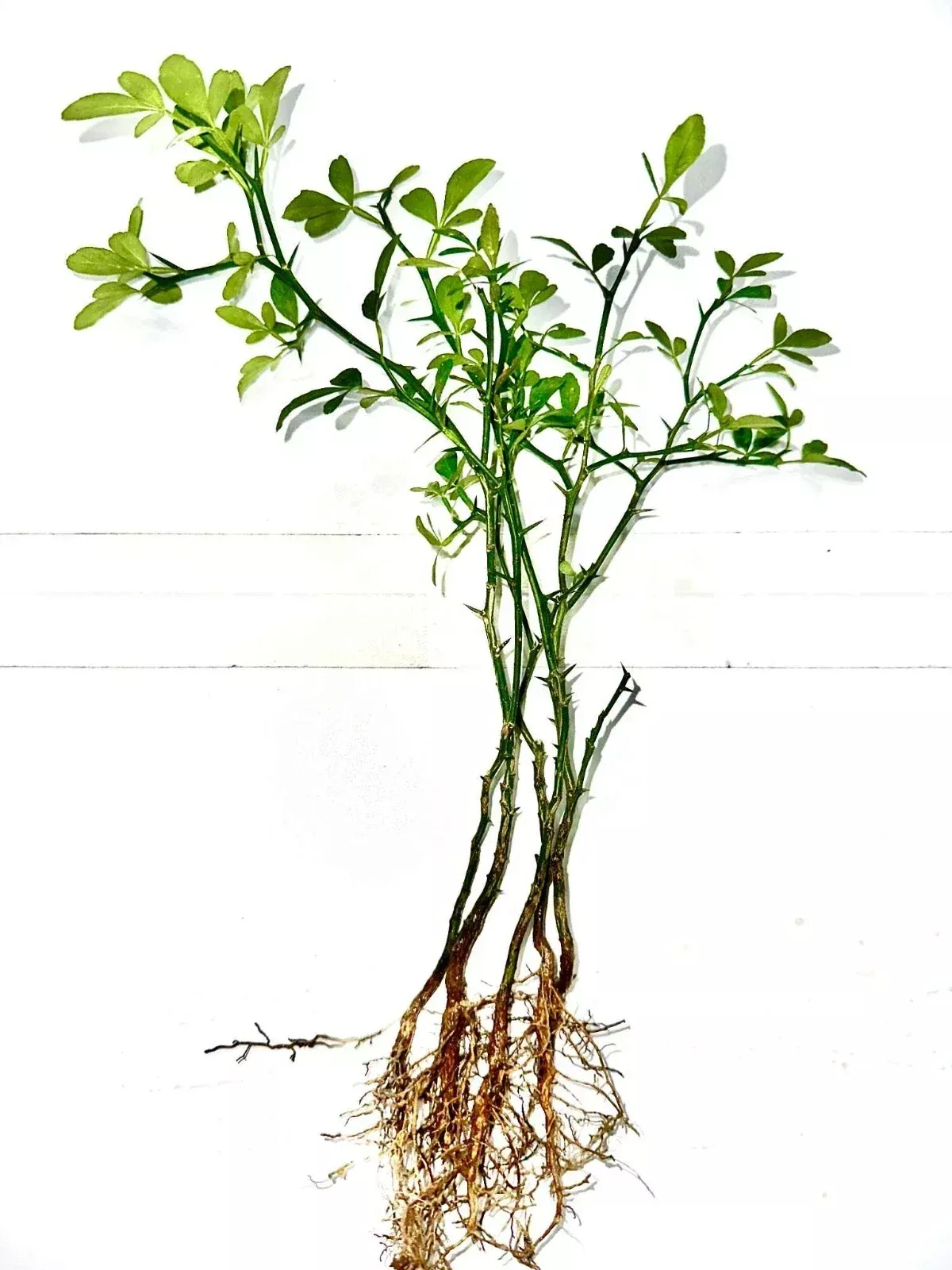 Cold Hardy Citrus Seedling 5-Pack