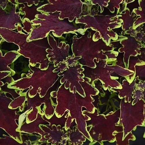 Coleus Live Plant 4