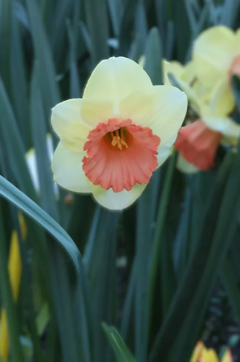 Color Magic - Daffodil Bulbs