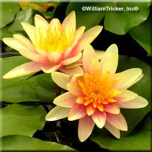 ‘Comanche’ Hardy Water Lily