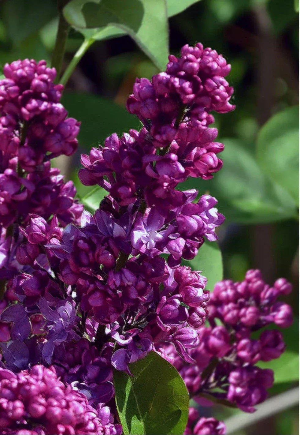 Congo Lilac Starter Plant 4-8”