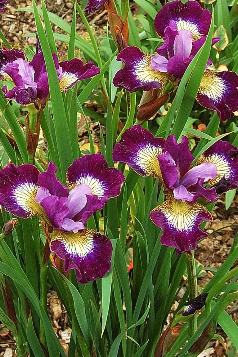Contrast in Styles - Iris Bulbs