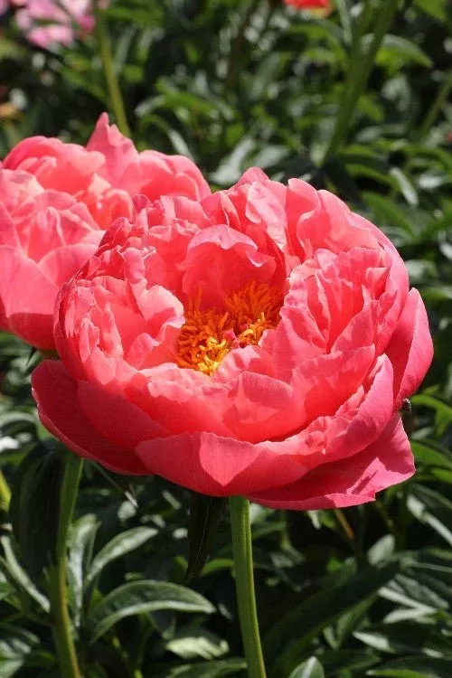 Coral Charm - Peony Bulbs