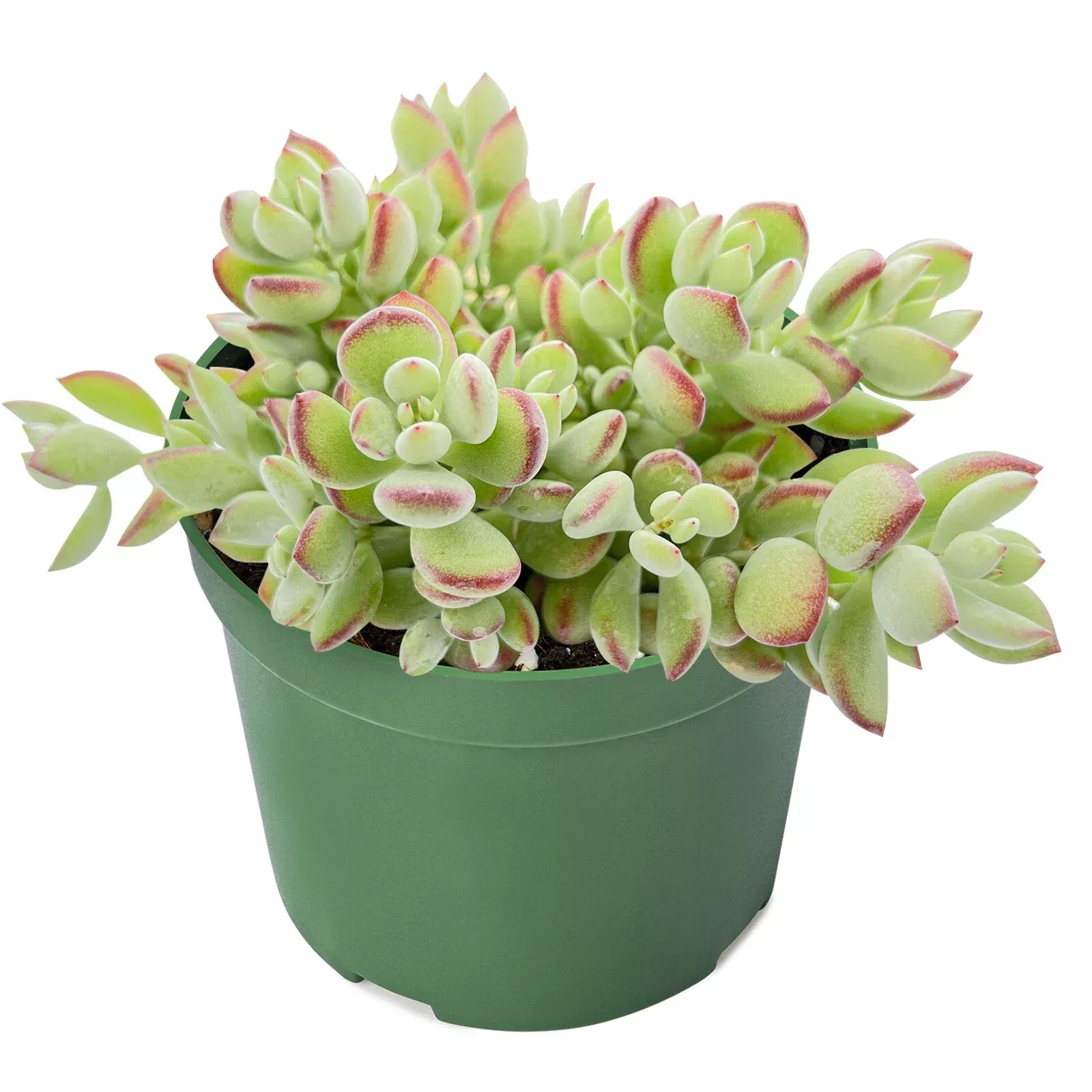 Cotyledon pendens - Rare Trailing Succulent in 4