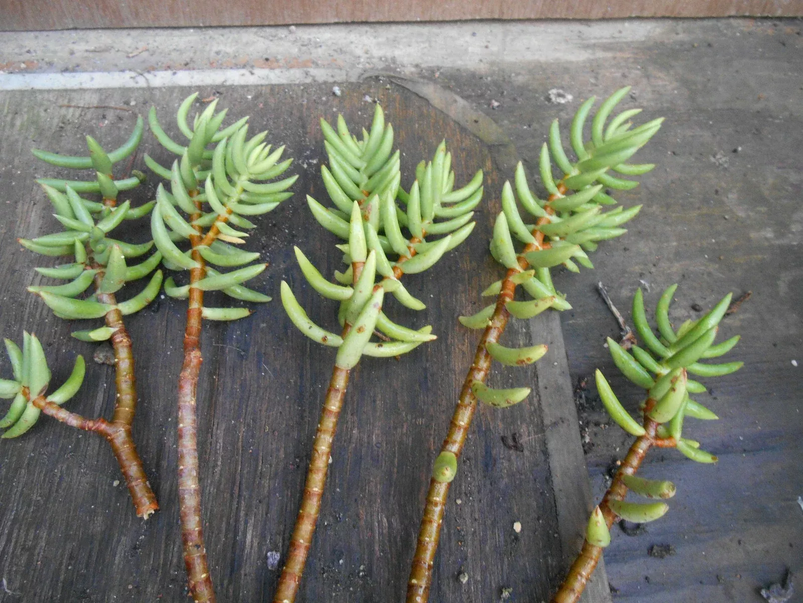 Crassula Tetragona Mini Pine Tree Succulent Cuttings – 5 Live 5–7