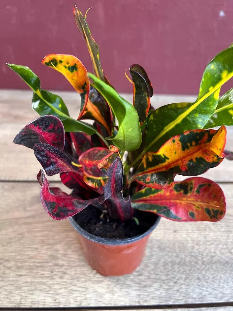 Croton Mamey House Plant 4