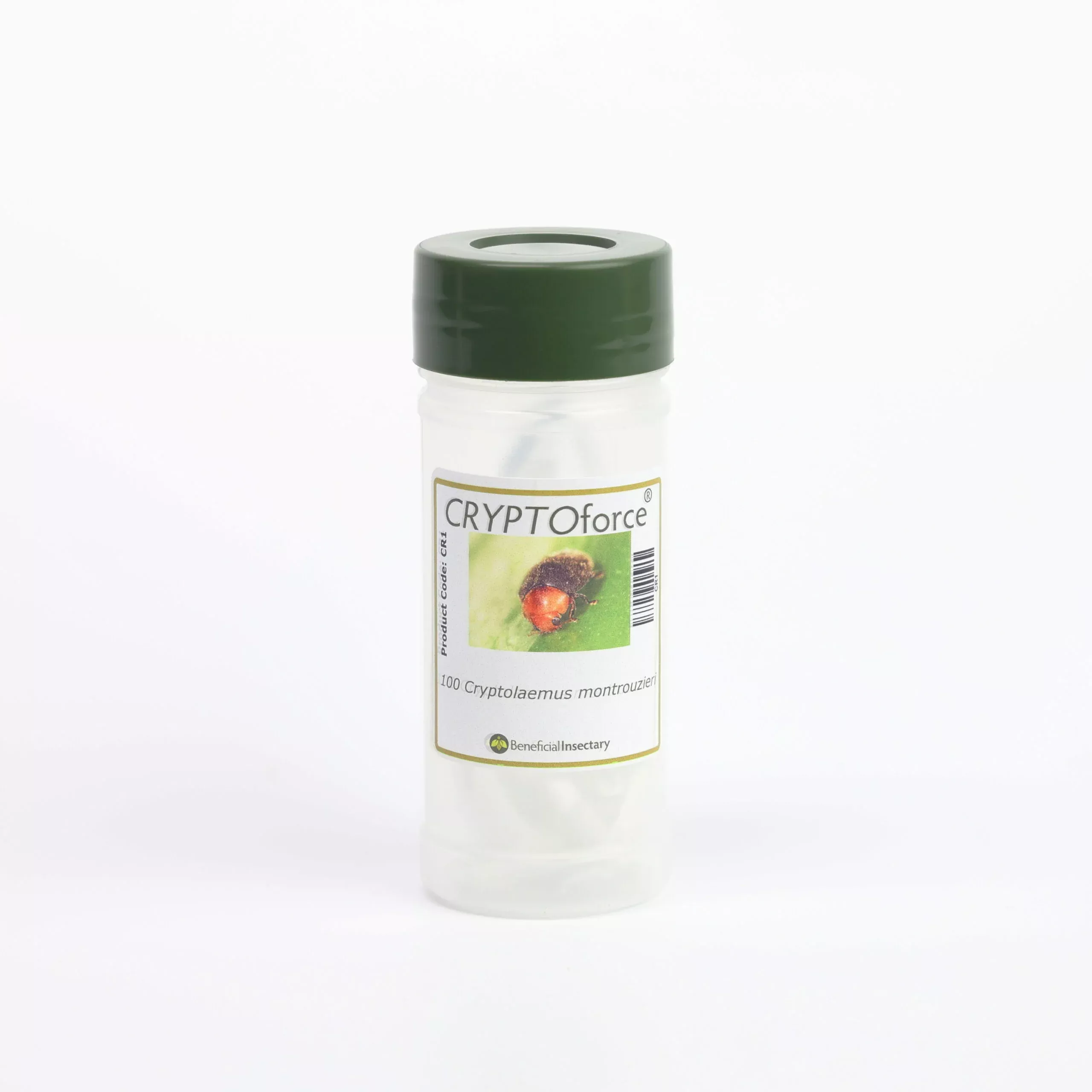 Cryptolaemus montrouzieri – Mealybug Destroyer Beetle