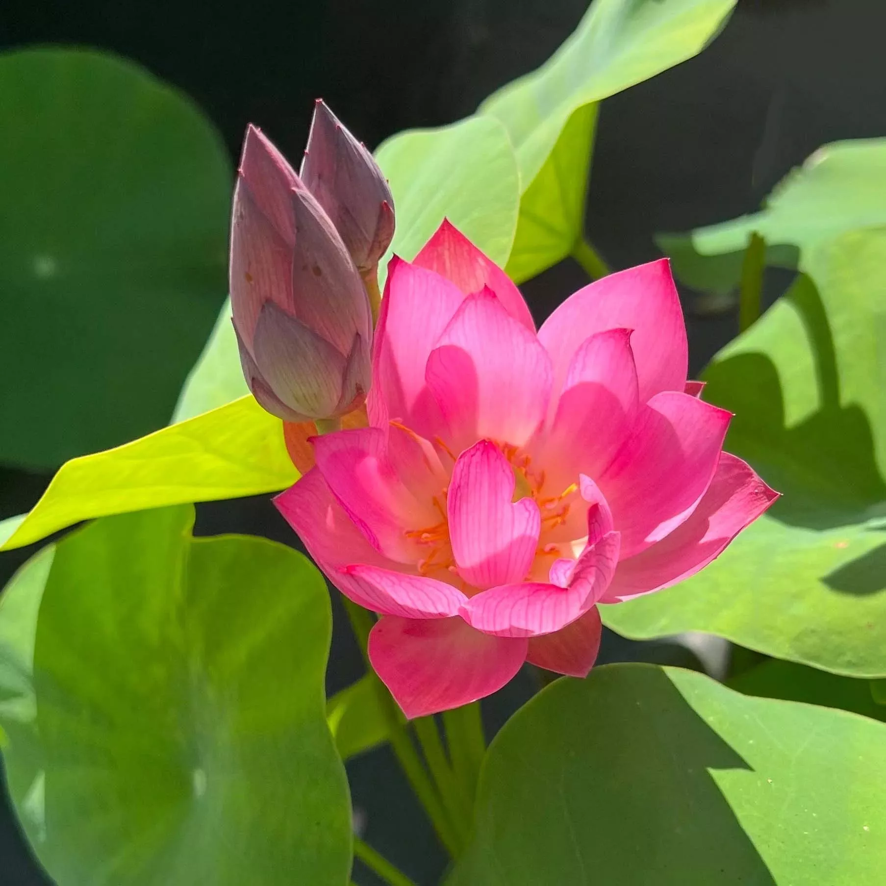 ‘Cute Kid’ Live Lotus Plant