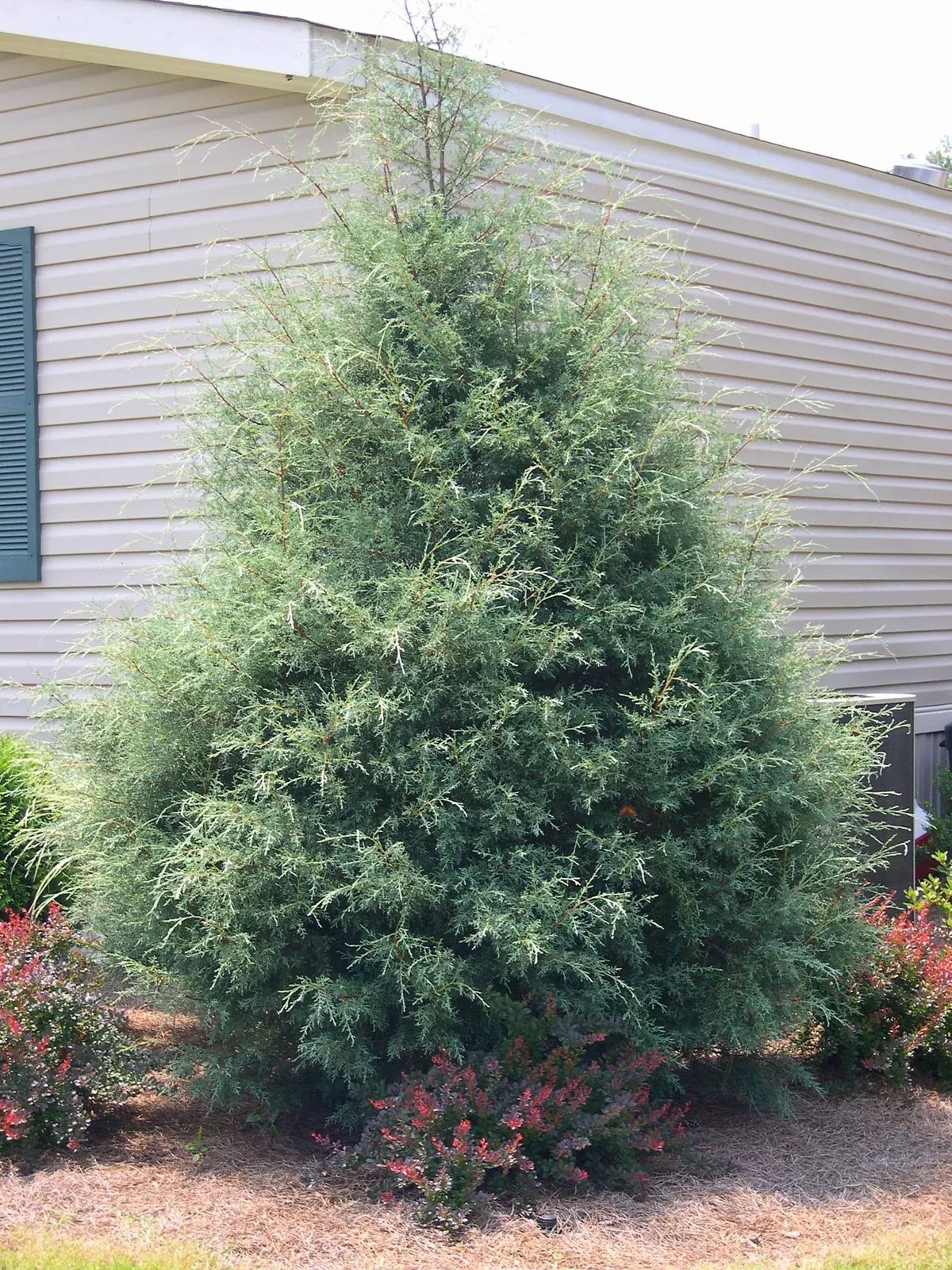 Cypress-Arizonica Carolina Sapphire