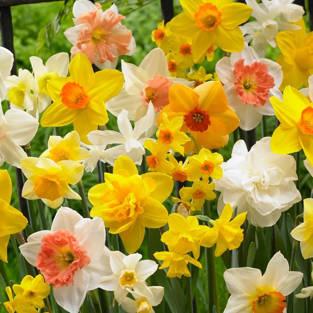 Daffodil - Kitchen Sink Mix