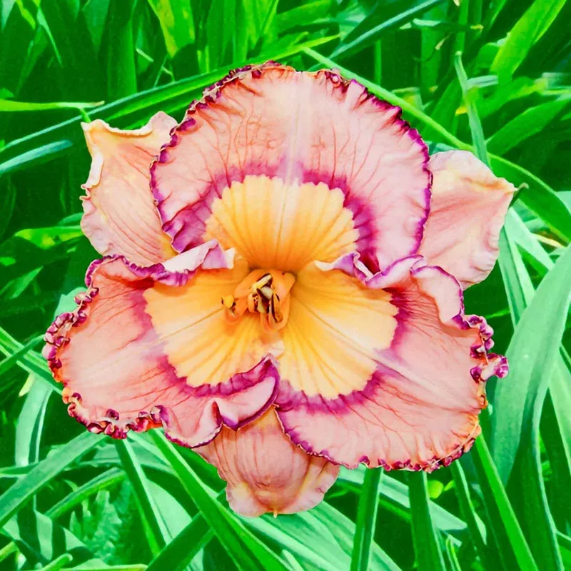 Daringly Different Reblooming Daylily - Breck's Flower Bulbs