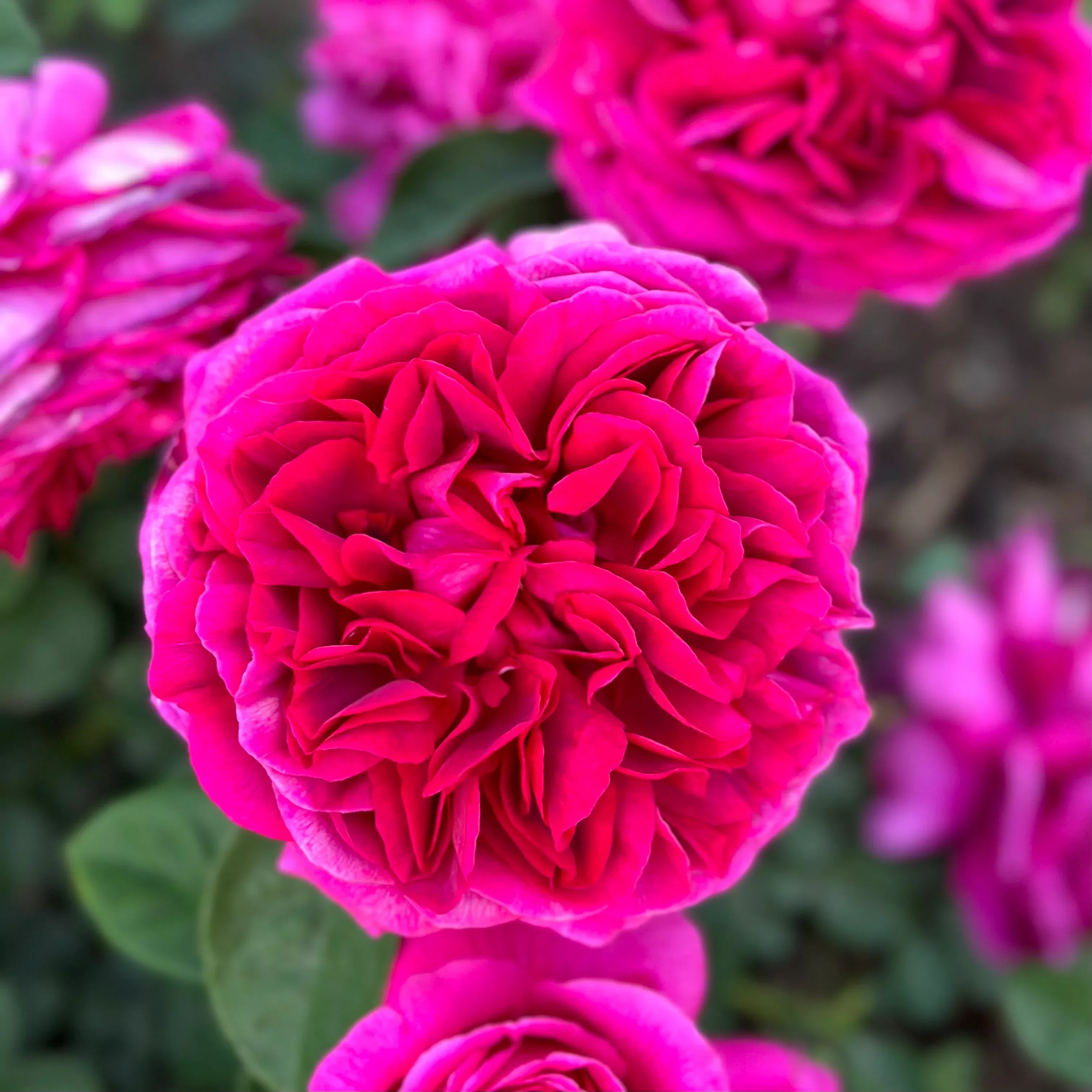 David Austin The Dark Lady Potted Rose Bush