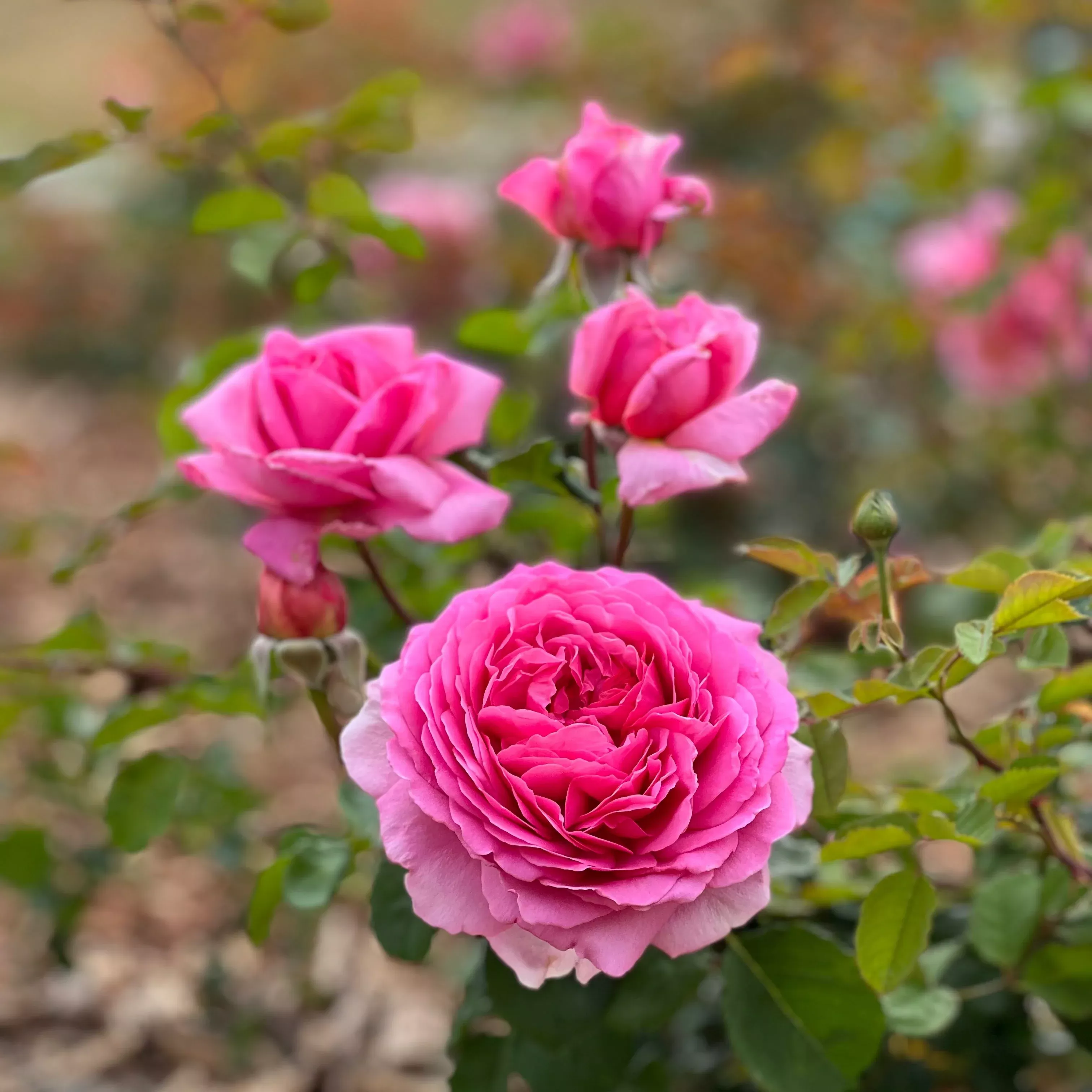 David Austin Princess Alexandra of Kent Potted Rose Bush