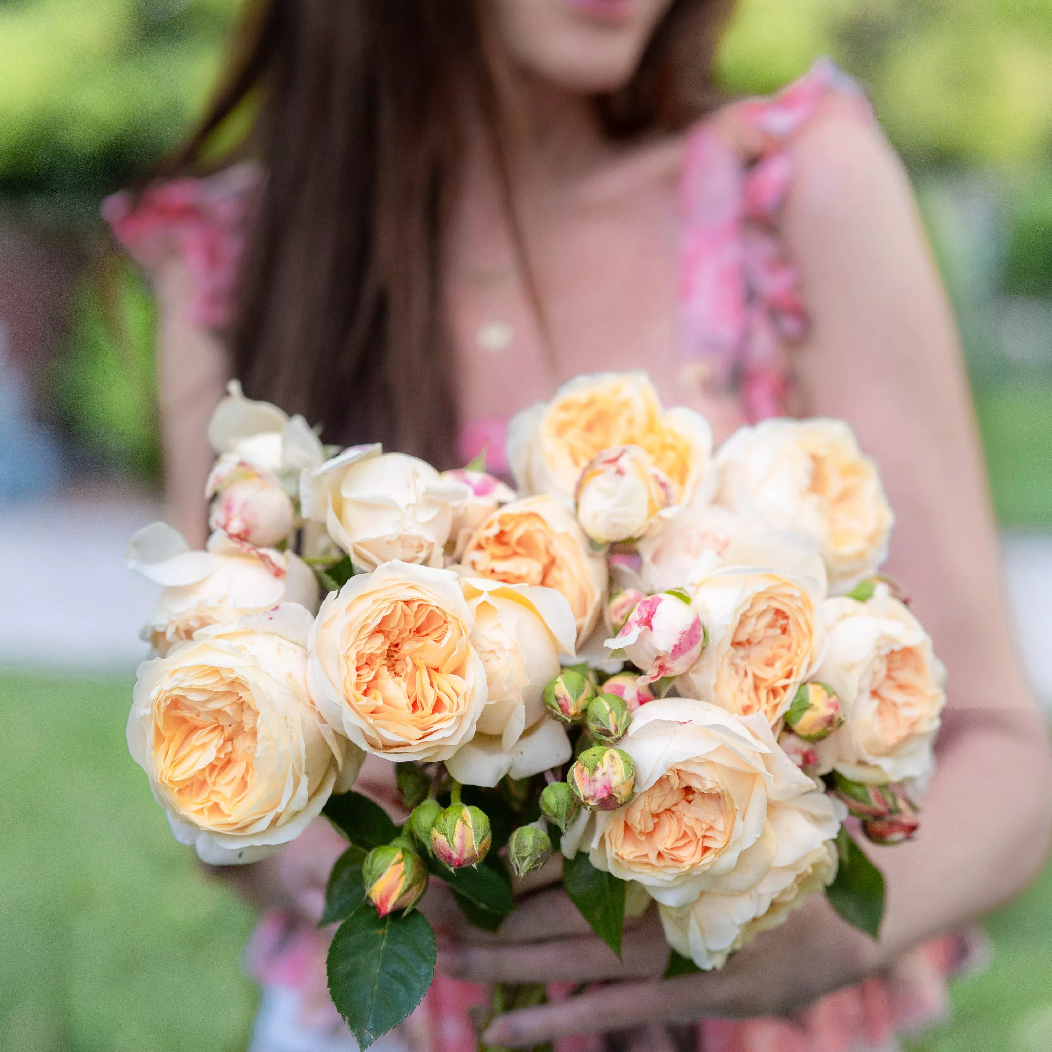 David Austin Teasing Georgia Potted Climbing Rose