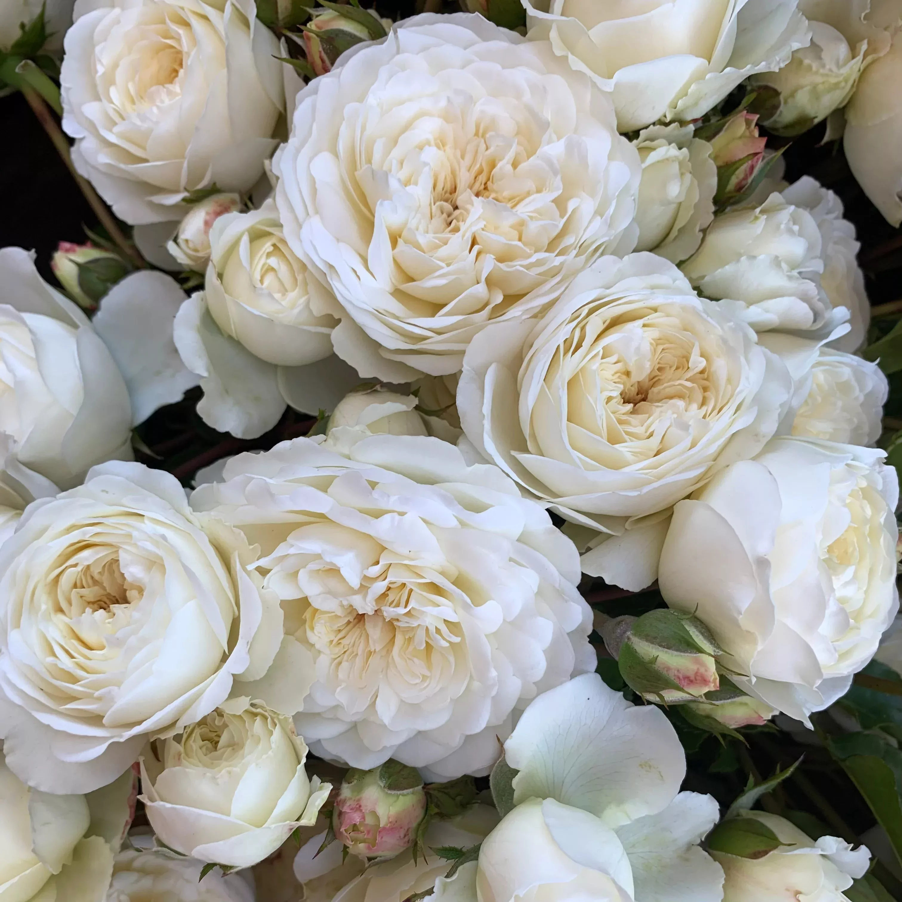 David Austin Tranquillity Potted Tree Rose
