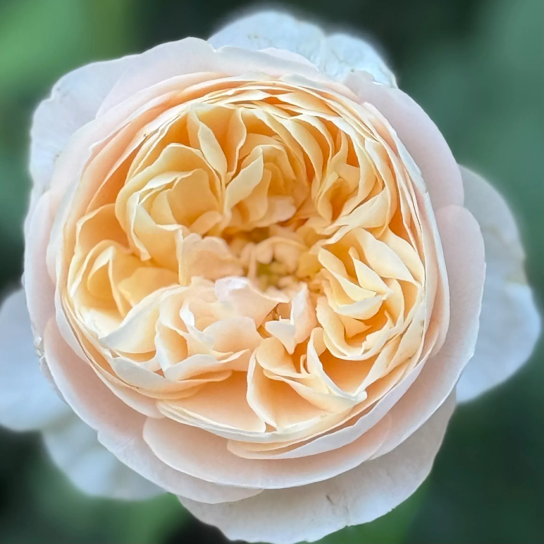 David AustinRoald Dahl Potted Tree Rose