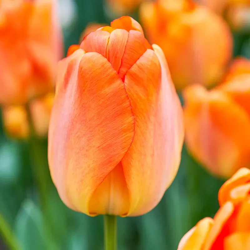 Daydream Tulip - Breck's Flower Bulbs