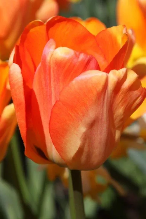 Daydream - Tulip Bulbs
