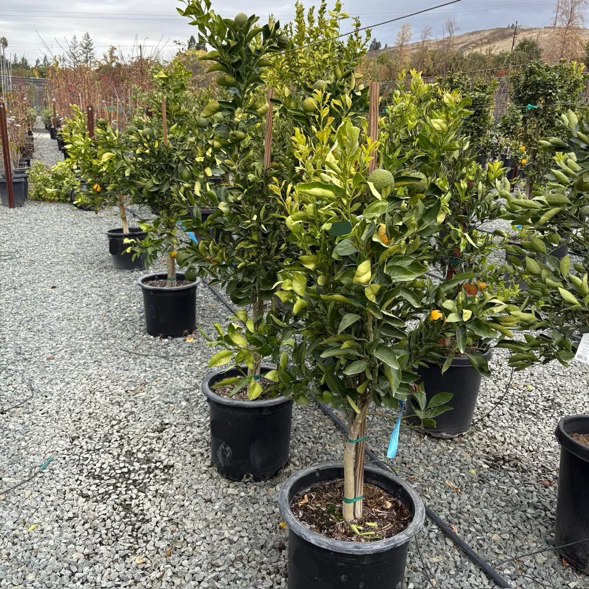Dekopon Mandarin Tree