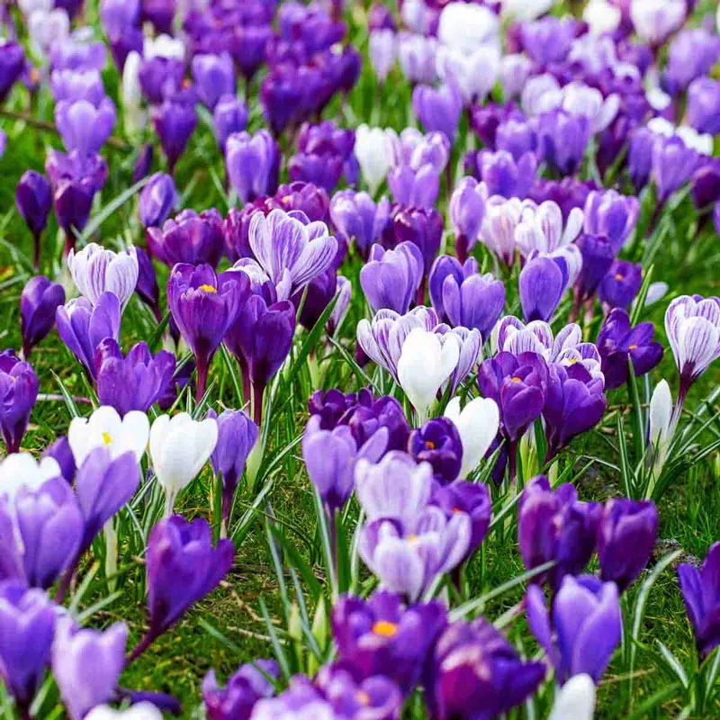 Delft Blue Crocus Mixture - Breck's Flower Bulbs