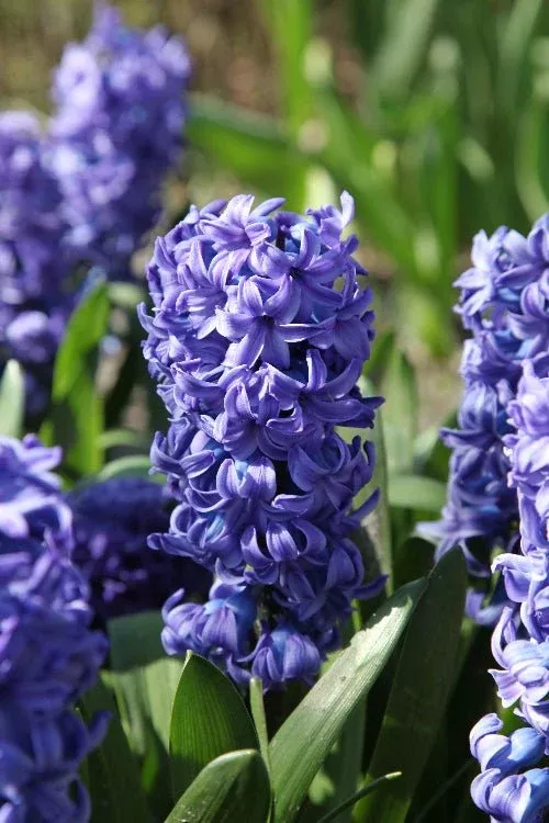 Delft Blue - Hyacinths Bulbs