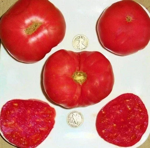 Dester Tomato Seeds - Award-Winning Solanum lycopersicum, 25 Seeds, High-Yield, Disease-Resistant, Suitable for Containers & Gardens