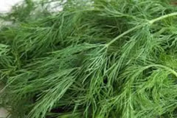 Dill Seed Packet - Over 50 Non-GMO Heirloom Seeds - Anethum graveolens Herb for Culinary & Dried Use