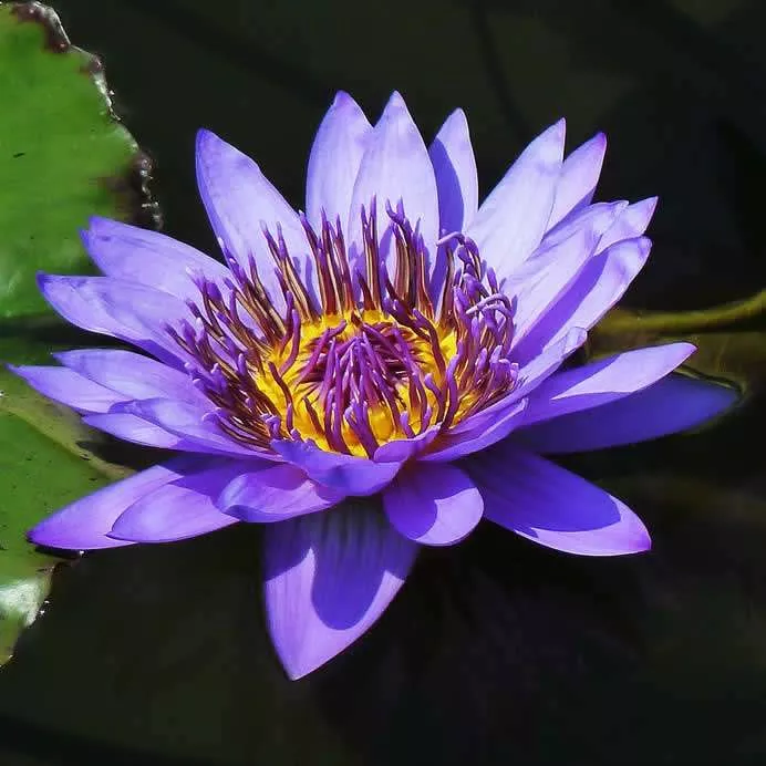‘Director George T. Moore’ Tropical Water Lily
