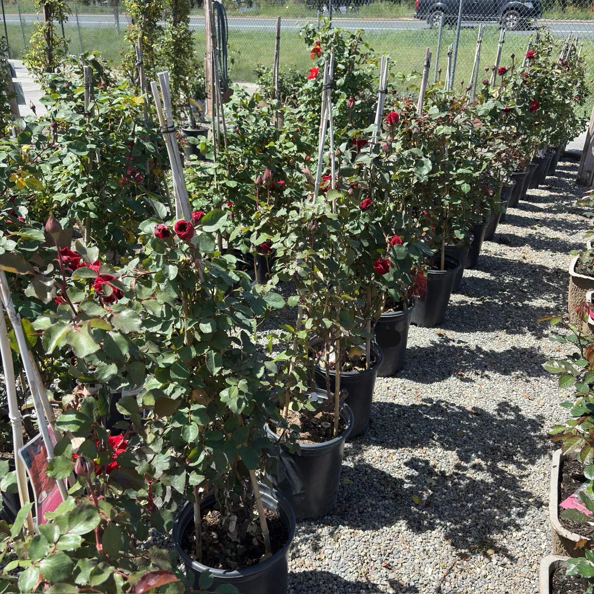 Don Juan Climbing Rose