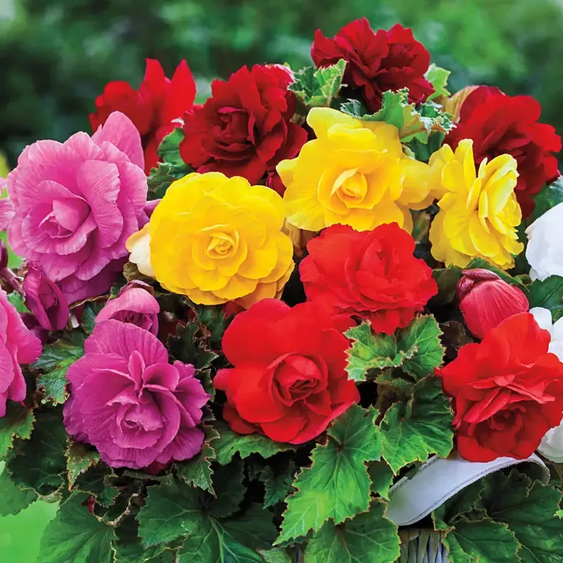 Double Begonia Mixture Super SakÂ - Breck's Flower Bulbs