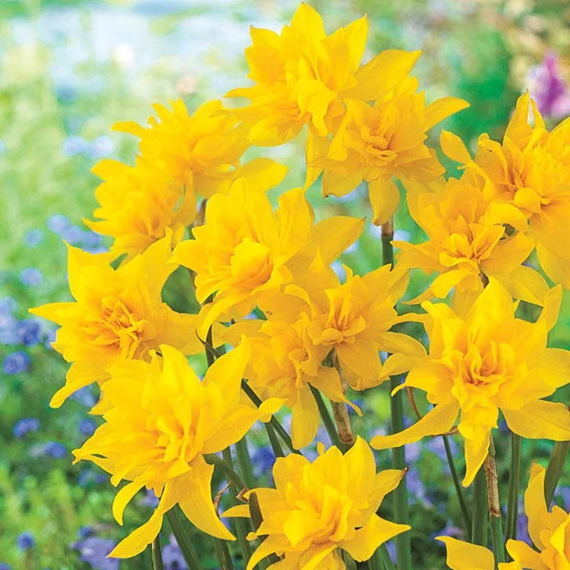 Double Campernelle Daffodil - Breck's Flower Bulbs