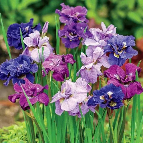 Double-Flowered Siberian Iris Mixture - Breck's Flower Bulbs