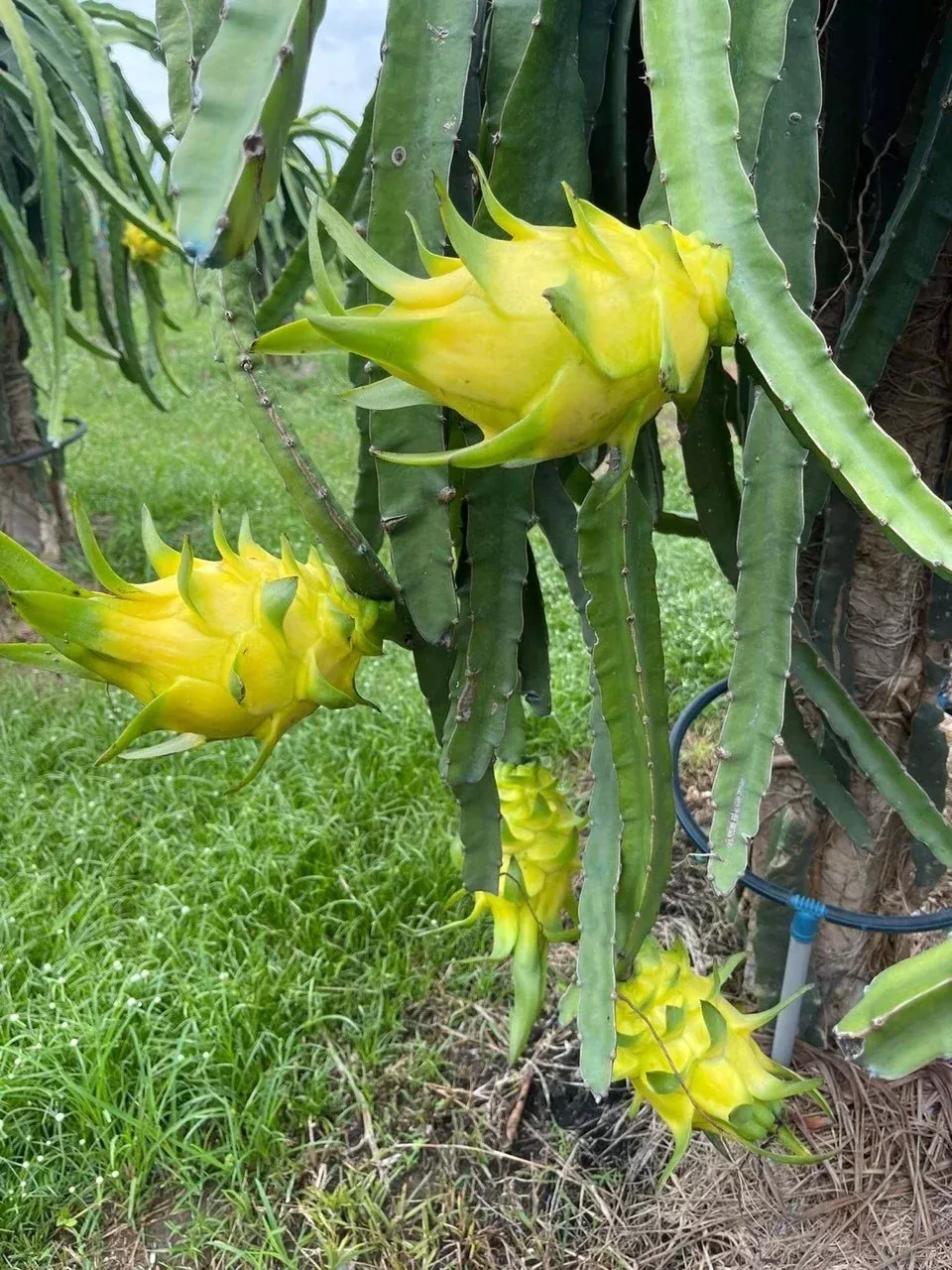 Dragon Fruit-Yellow