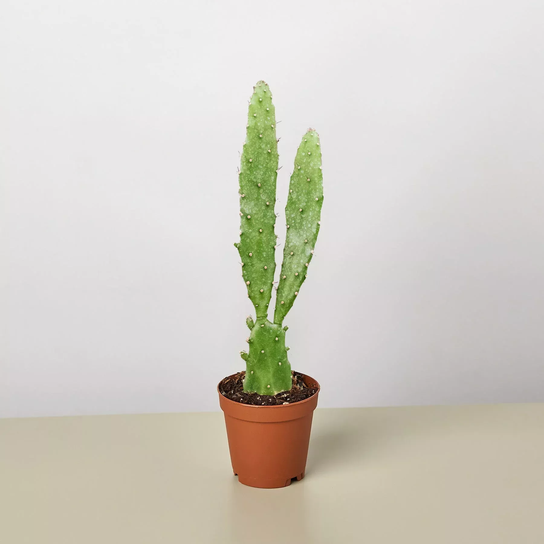 Drooping Prickly Pear Cactus