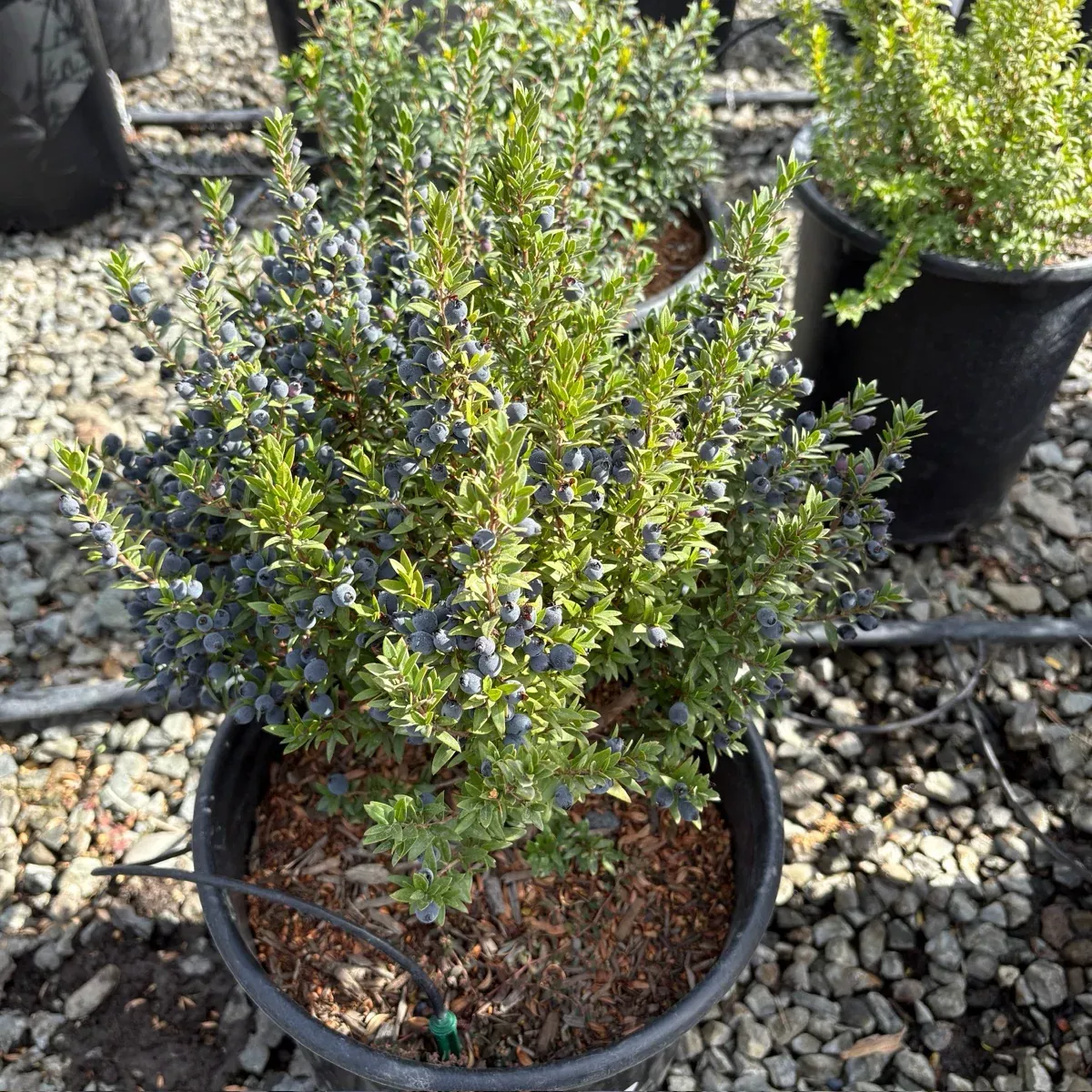 Dwarf Common Myrtle