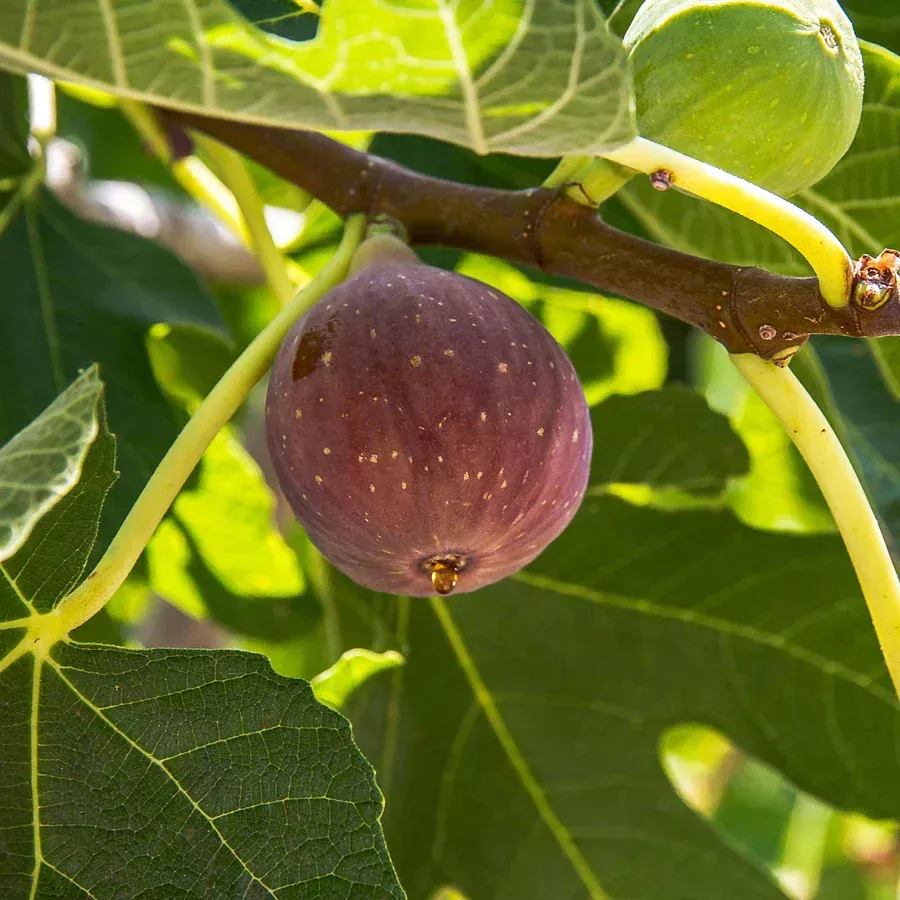 Dwarf Fig Tree Live Plant