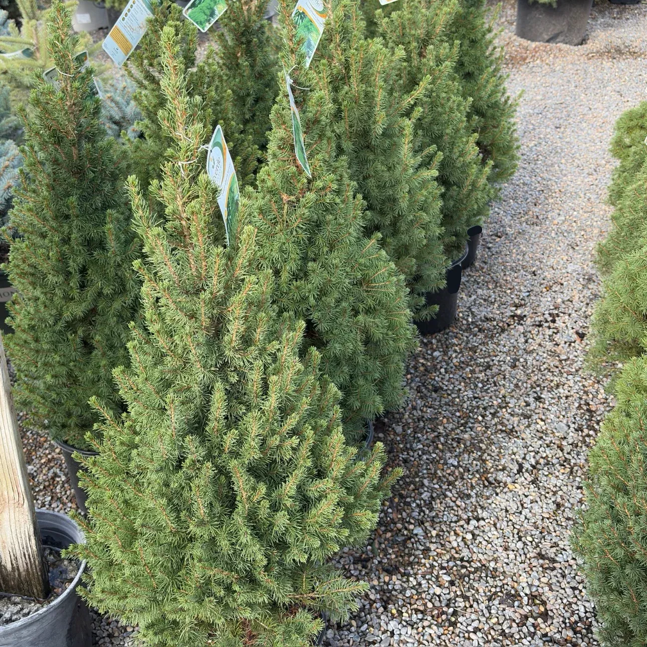 Dwarf White Spruce