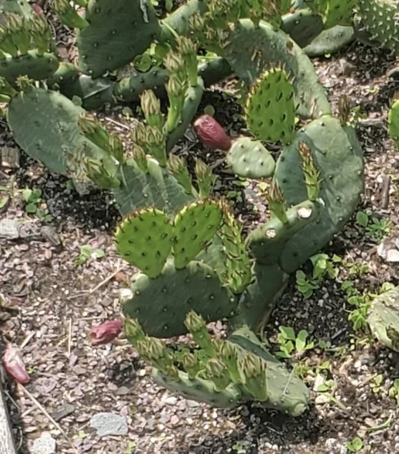 Eastern Prickly Pear Cactus Cutting