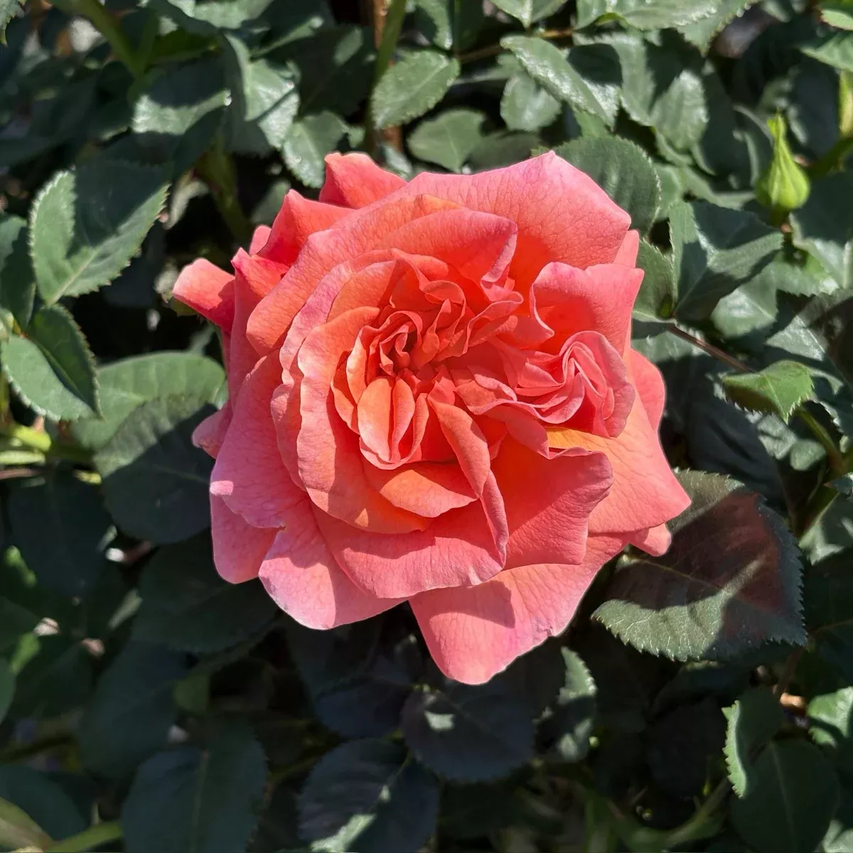 Easy Does It Rose
