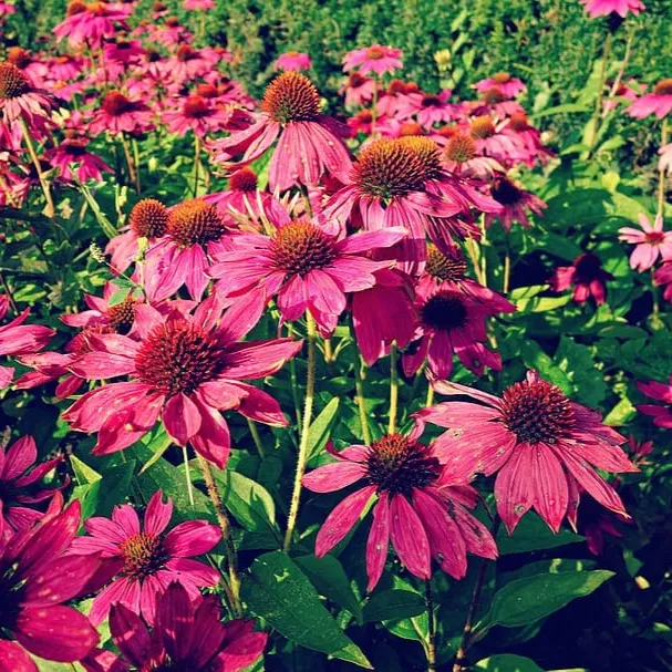 Echinacea (Coneflower)