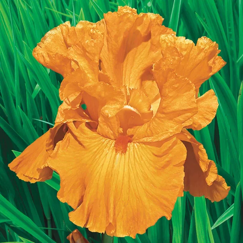Edgefield Glow Bearded Iris - Breck's Flower Bulbs