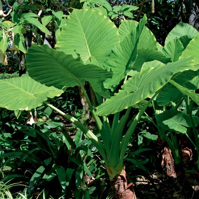 Elephant Ear - Jumbo Upright