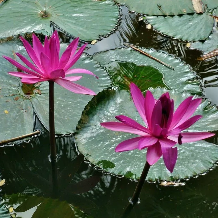 ‘Emily Grant Hutchings’ Night-Blooming Tropical Water Lily