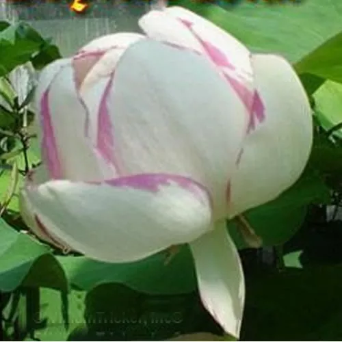 ‘Empress’ Hardy Lotus