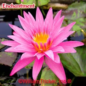 ‘Enchantment’ Tropical Water Lily