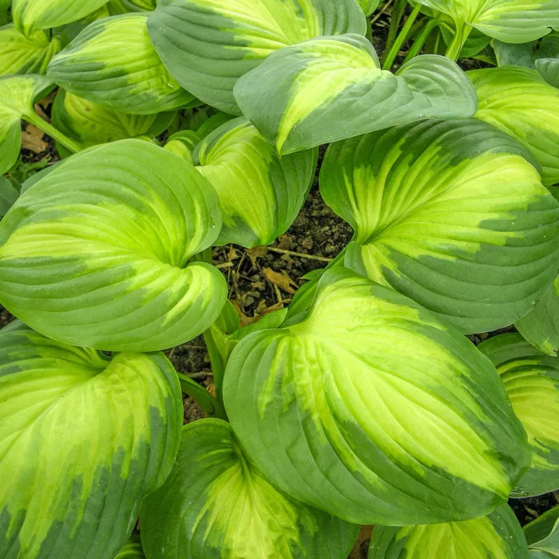 Enchiladas Hosta - Breck's Flower Bulbs