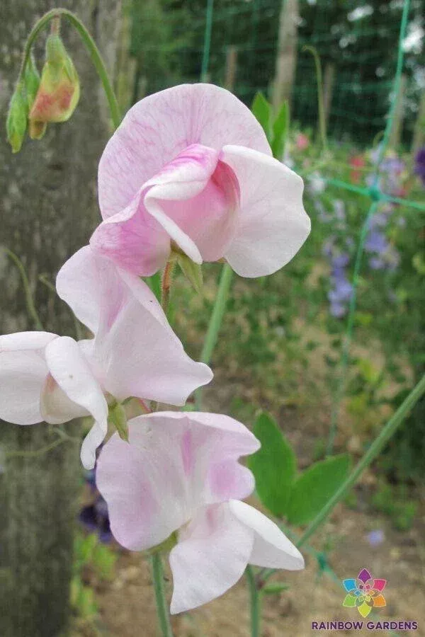 Enigma Sweet Pea Seeds 50 Pack