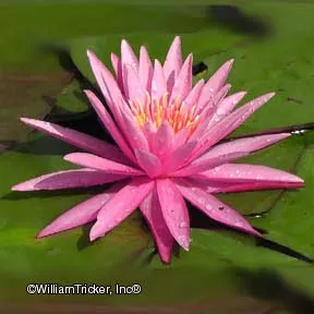 ‘Eugenia deLand’ Hardy Water Lily