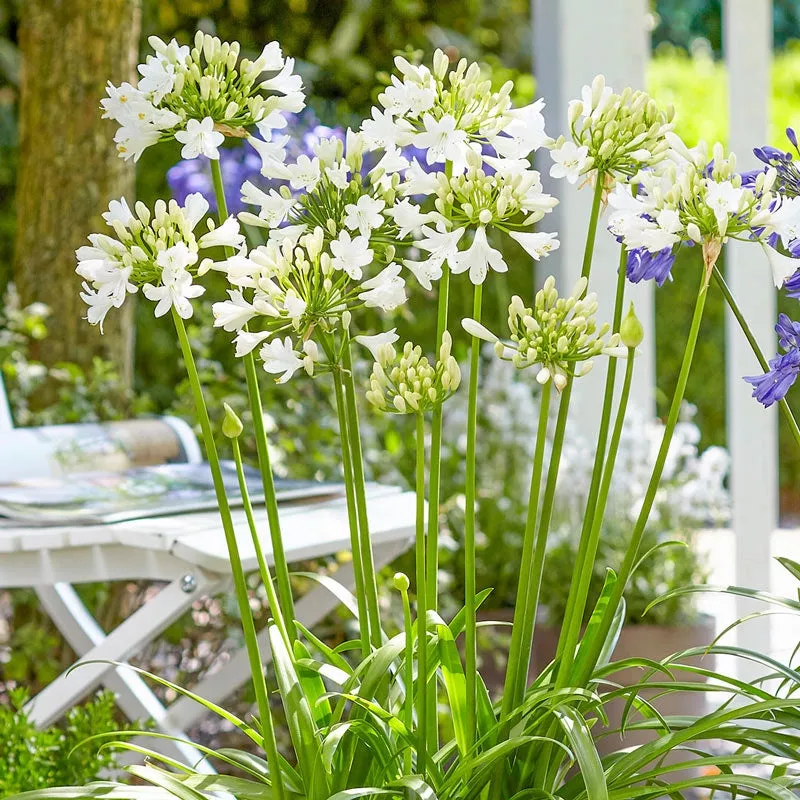 Ever White Agapanthus - Breck's Flower Bulbs