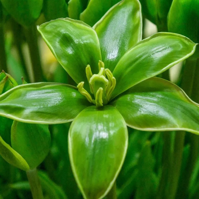 Evergreen Tulip - Breck's Flower Bulbs